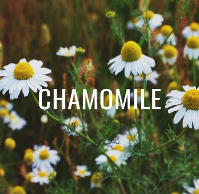 Chamomile - Longstanding benefits for Relaxation and Health
